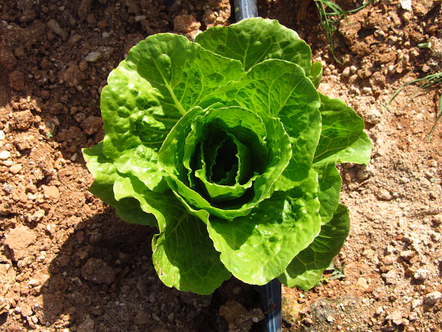 cultivo lechuga romana que cultiva tierras agricolas 181624 34333