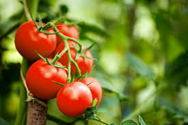 images (1)