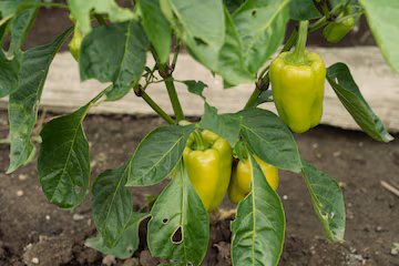 planta pimiento verde frutas 705203 1076