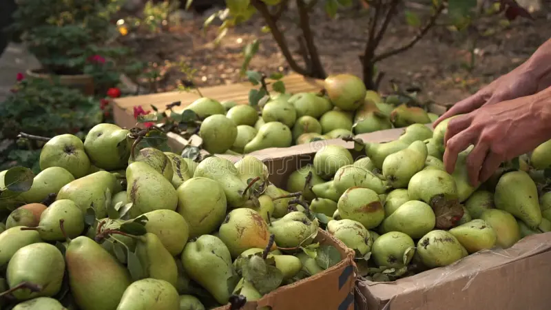 recogida de peras un agricultor que trabaja en el huerto frutas caja madera con cosecha industria agrícola la imágenes completas 252211375